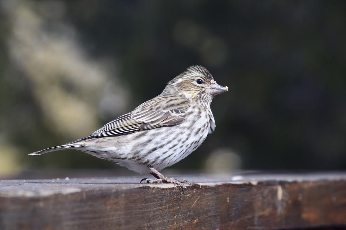 Cassin's Finch - ML536746291