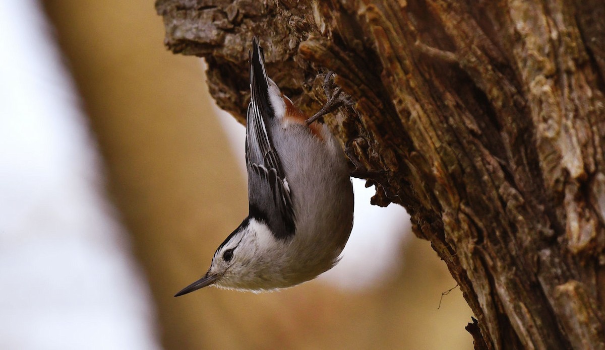 White-breasted Nuthatch - ML536746461