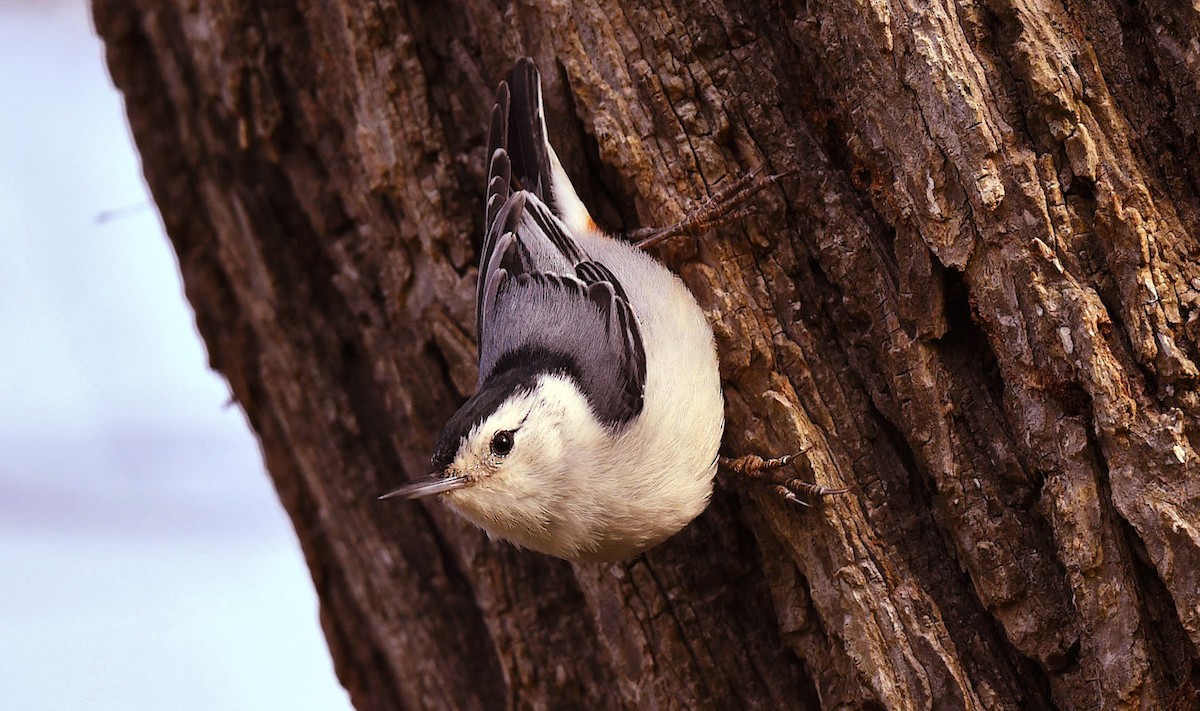 White-breasted Nuthatch - ML536746471