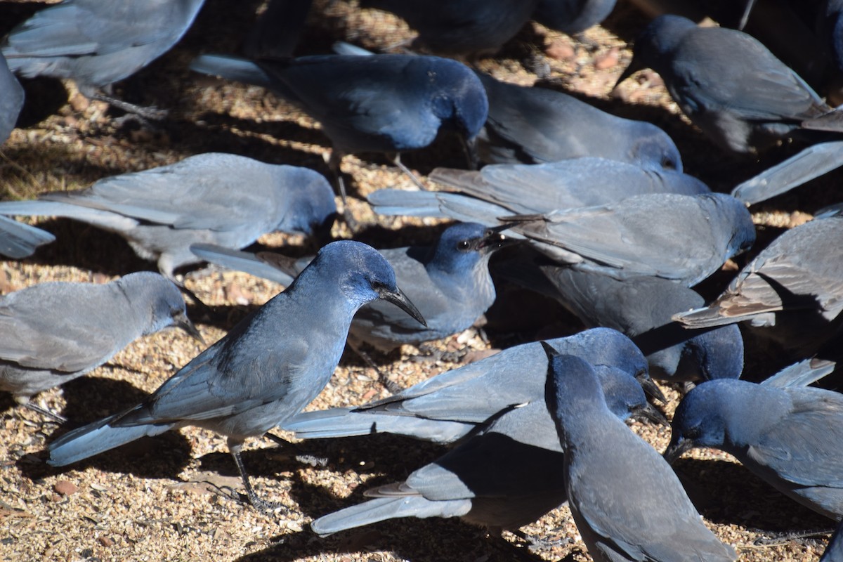 Pinyon Jay - ML536749211