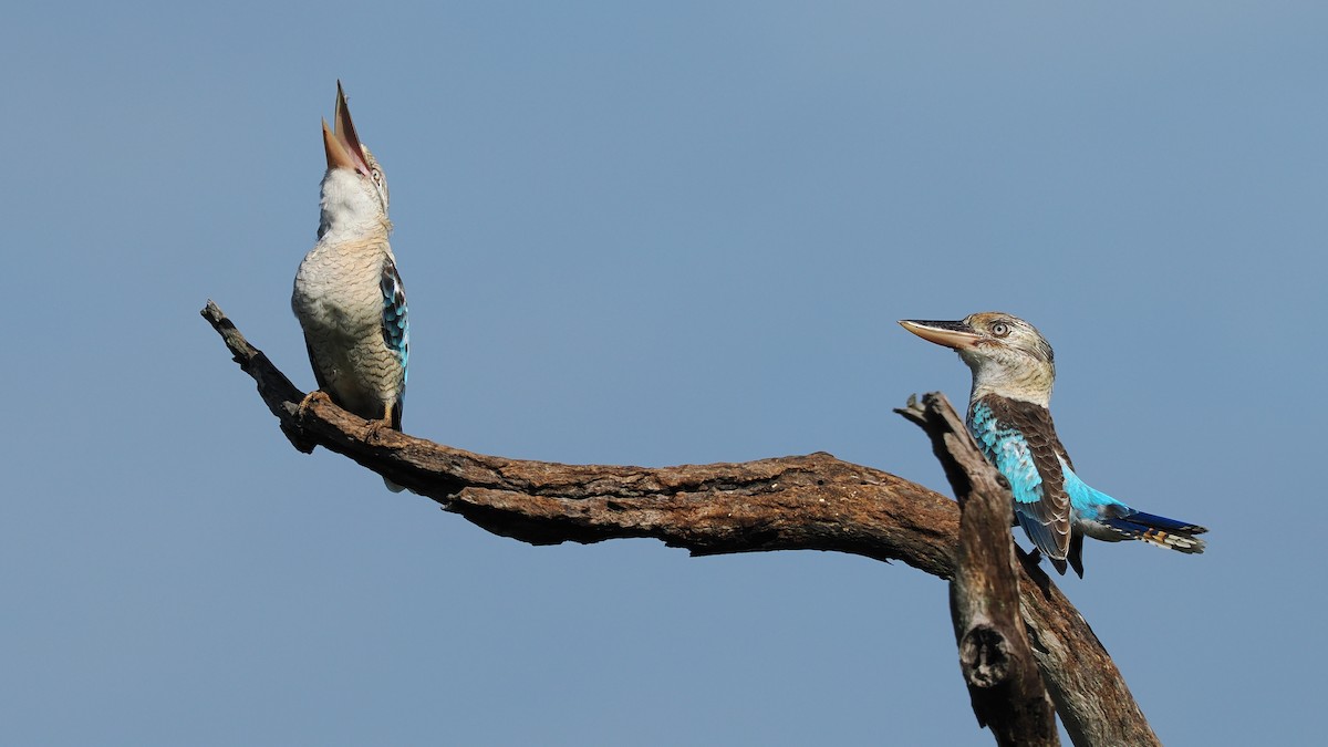 Blue-winged Kookaburra - ML536750081