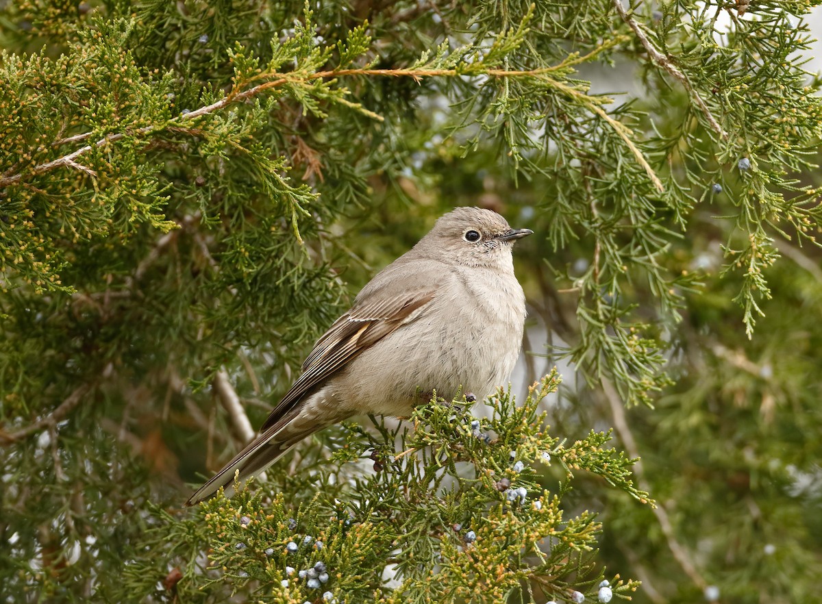 Townsend's Solitaire - Michael Brown