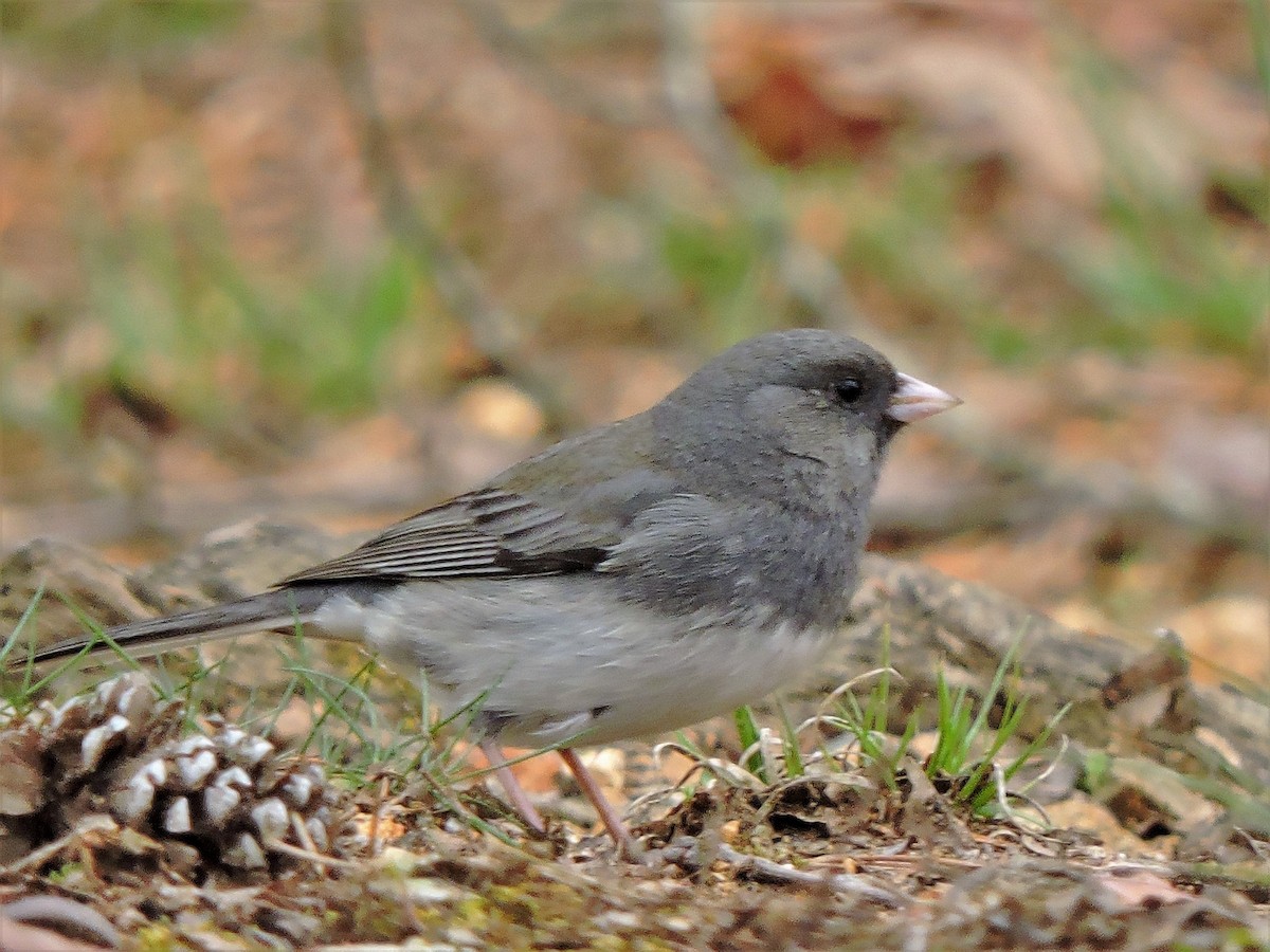 Dark-eyed Junco - ML53675071