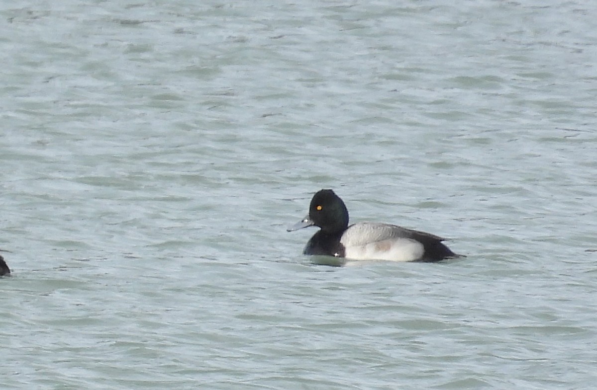 Lesser Scaup - ML536751051