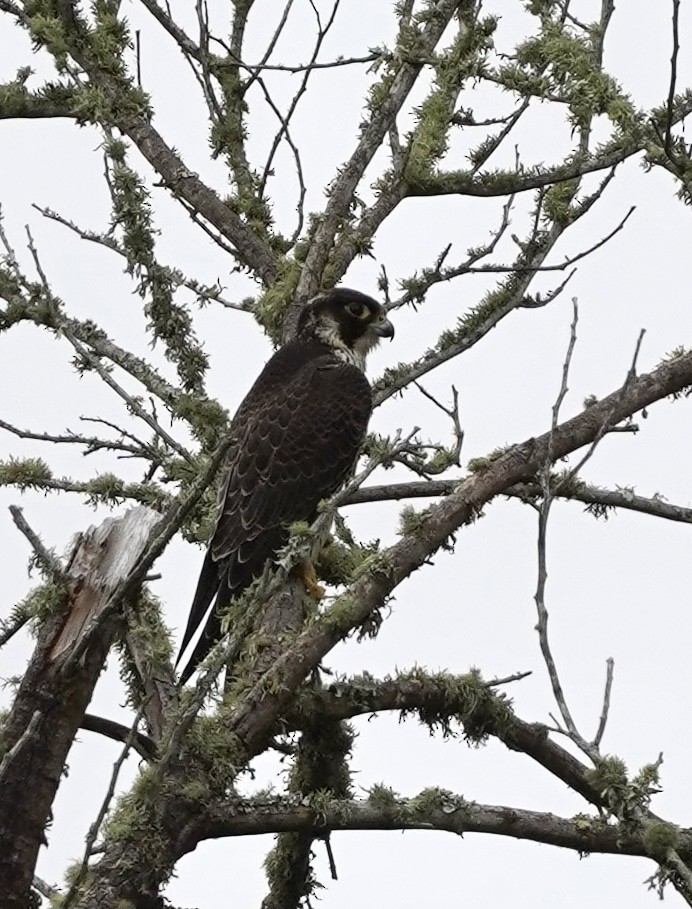 Peregrine Falcon (African) - ML536751111