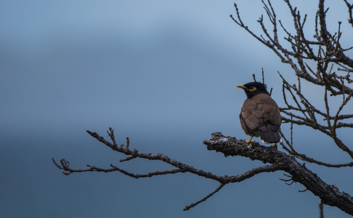 Common Myna - ML536751581