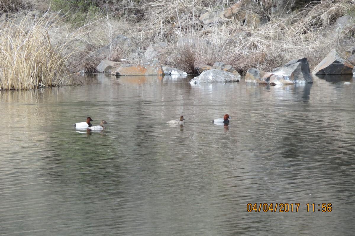 Canvasback - ML53675191