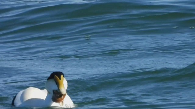 Common Eider (Dresser's) - ML536752581