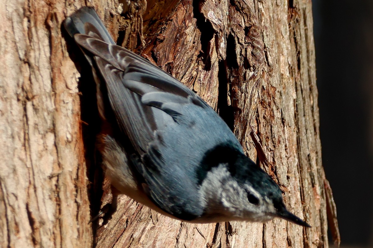 White-breasted Nuthatch - Marc Goncher