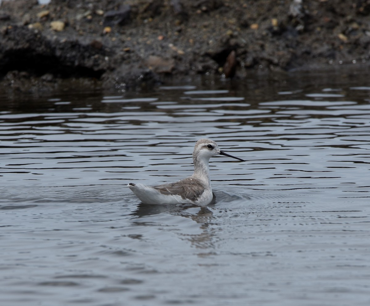 Wilson's Phalarope - ML536753031