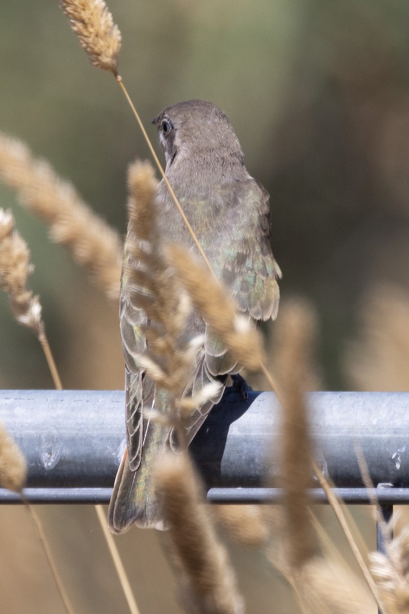 Horsfield's Bronze-Cuckoo - ML536755311