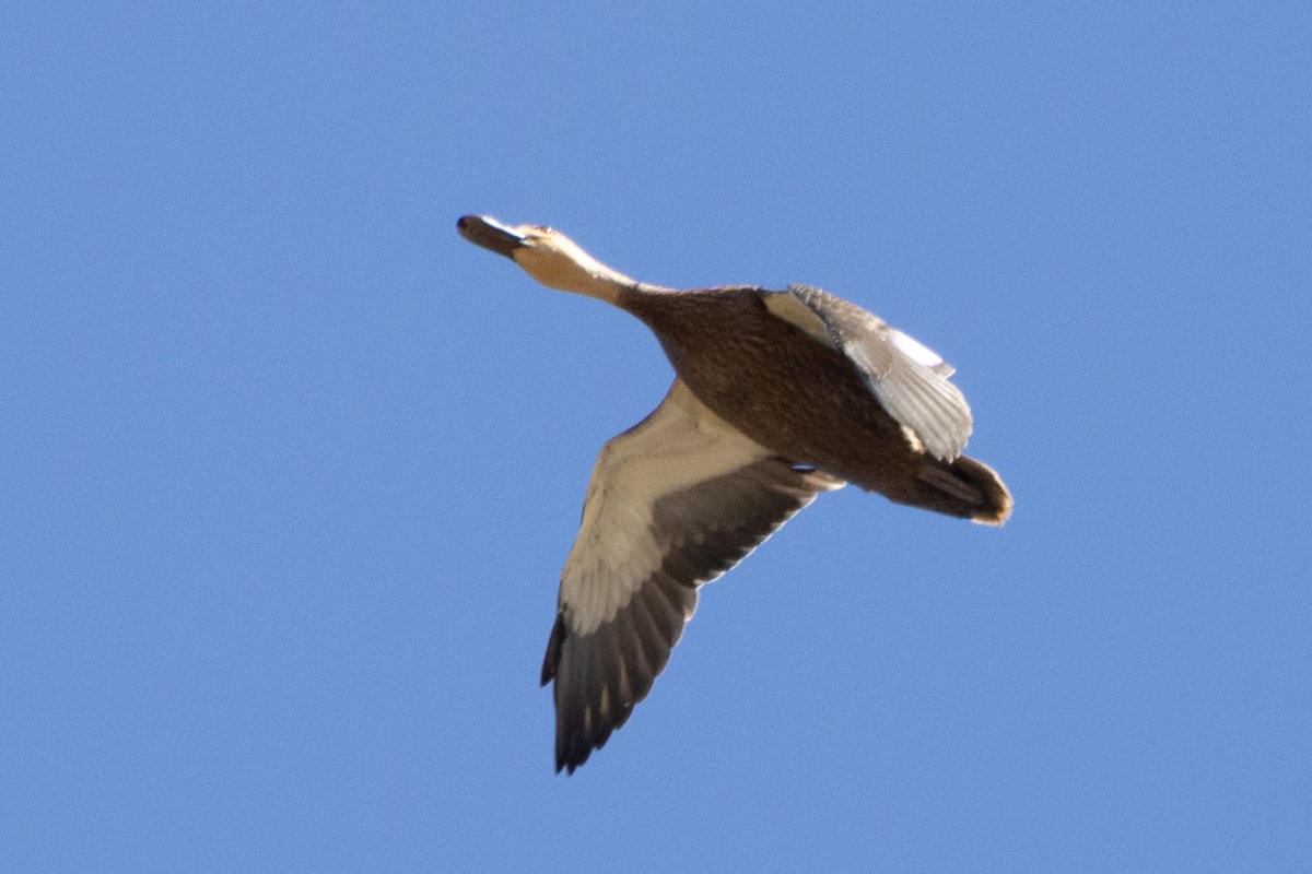 Pacific Black Duck - ML536755461