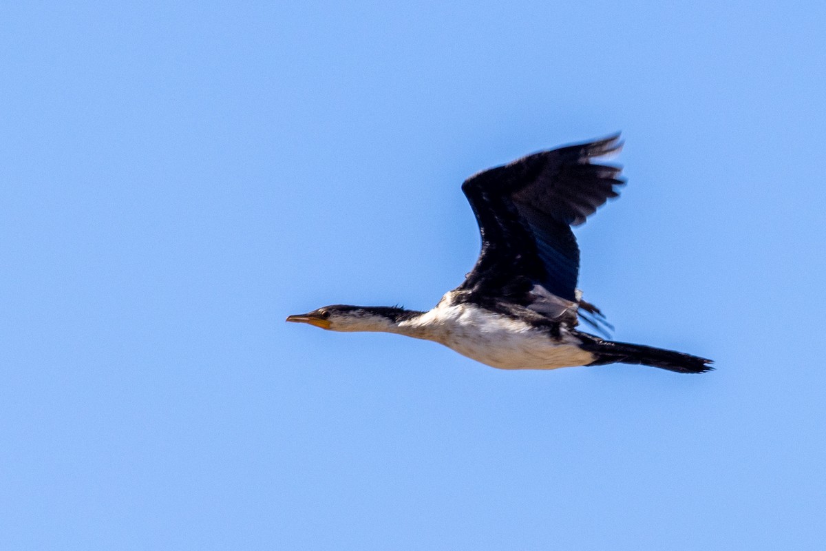 Little Pied Cormorant - ML536755501