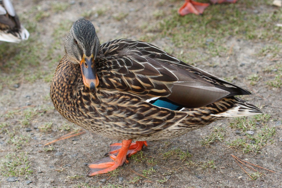 Mallard - ML536755921