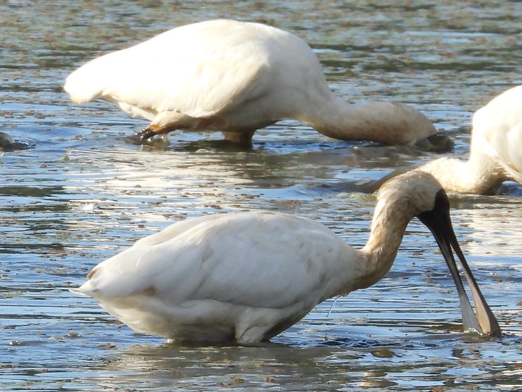 Royal Spoonbill - ML536756451