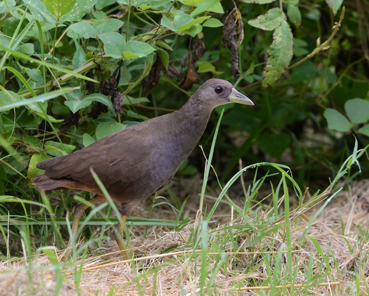 Pale-vented Bush-hen - ML536756511