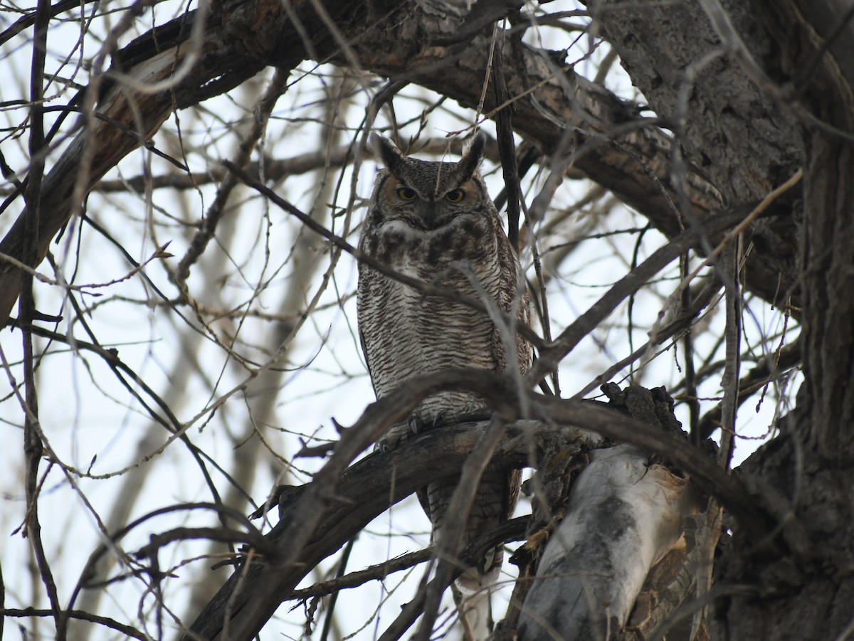 Great Horned Owl - ML536760981