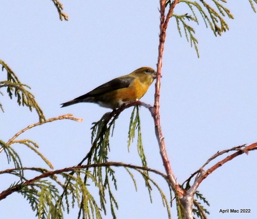 Red Crossbill - April MacLeod