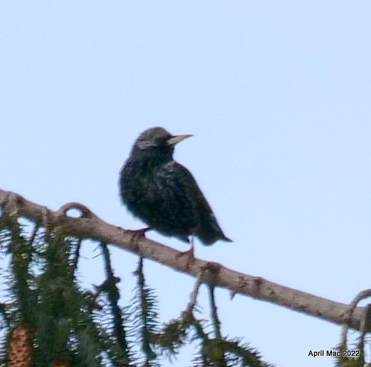 European Starling - ML536764521