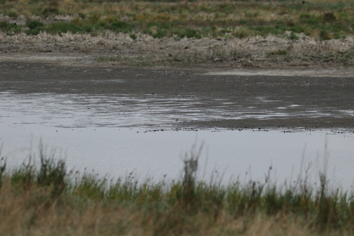 Double-banded Plover - ML536764531