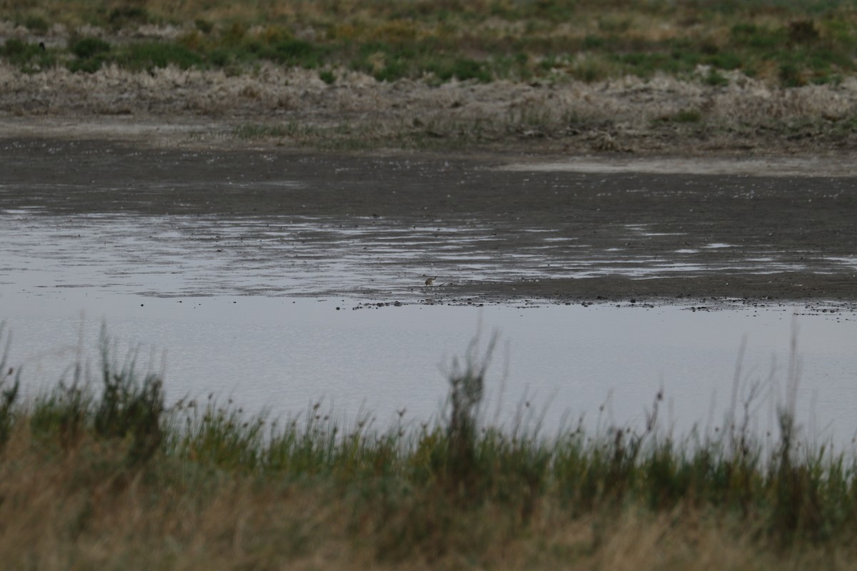 Double-banded Plover - ML536764541