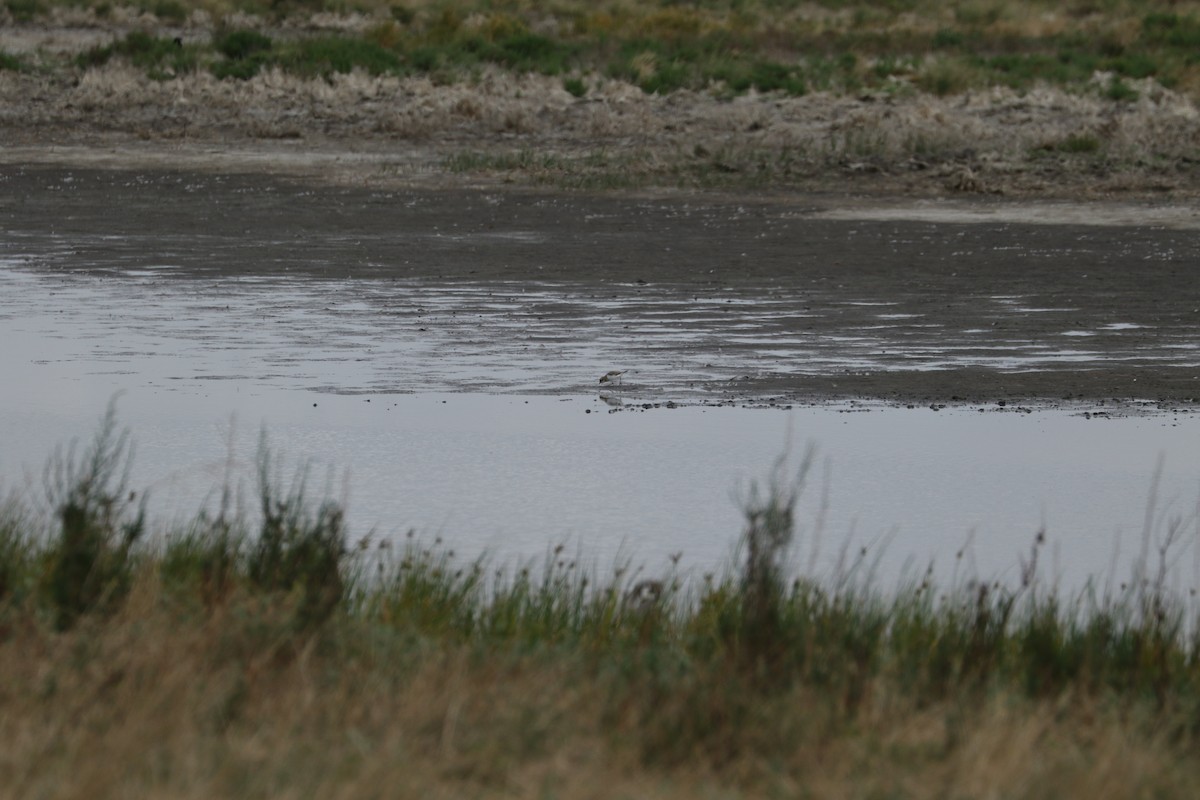 Double-banded Plover - ML536764591