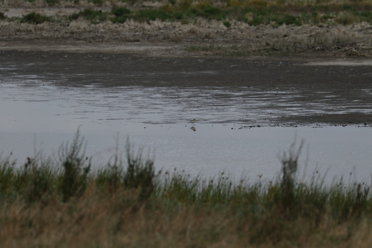 Double-banded Plover - ML536764611