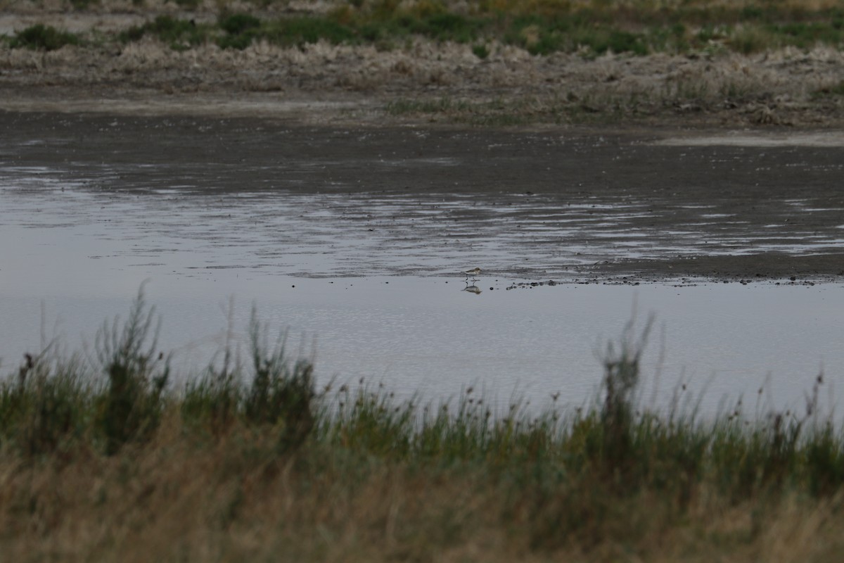 Double-banded Plover - ML536764631