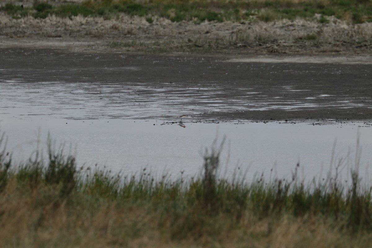 Double-banded Plover - ML536764671