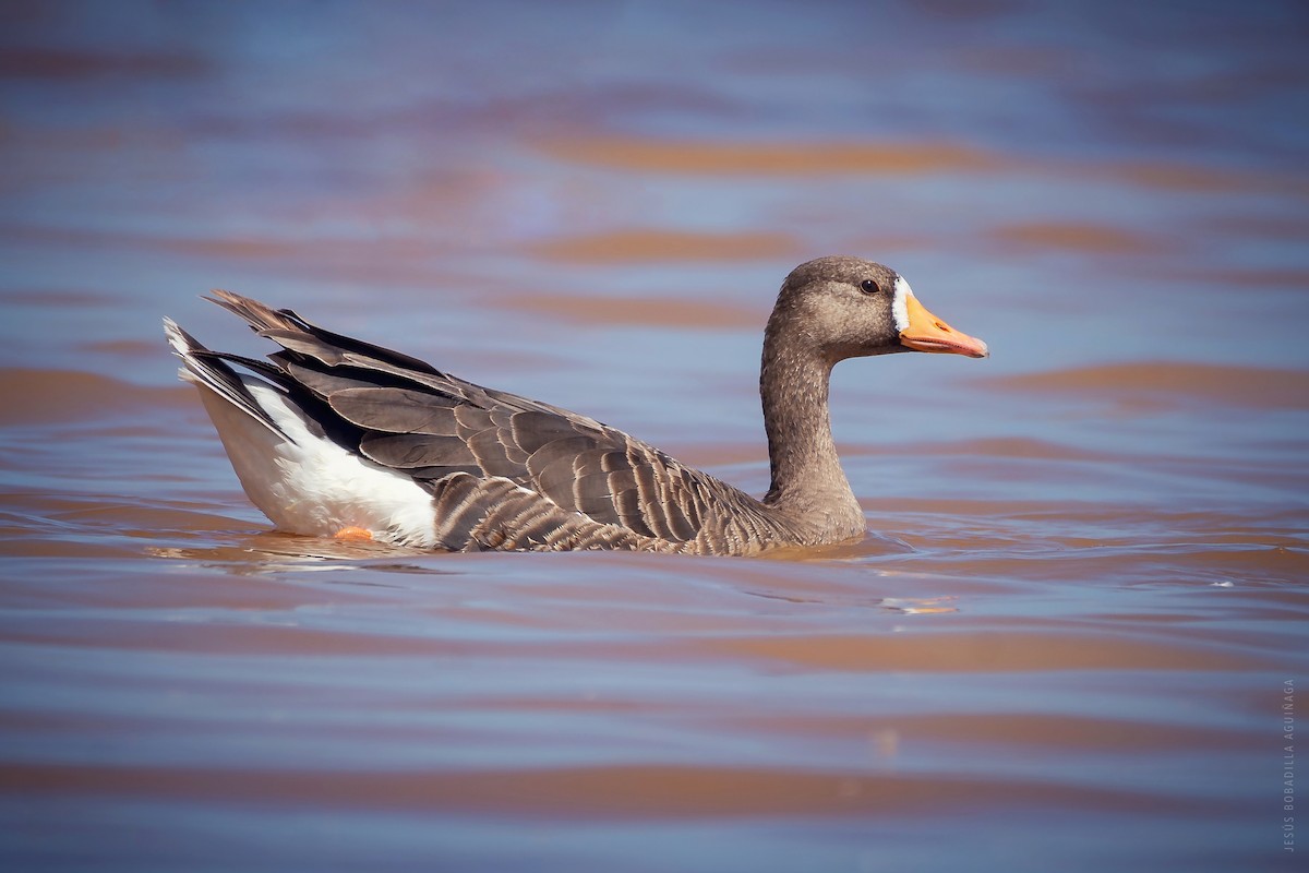 Greater White-fronted Goose - ML536765161