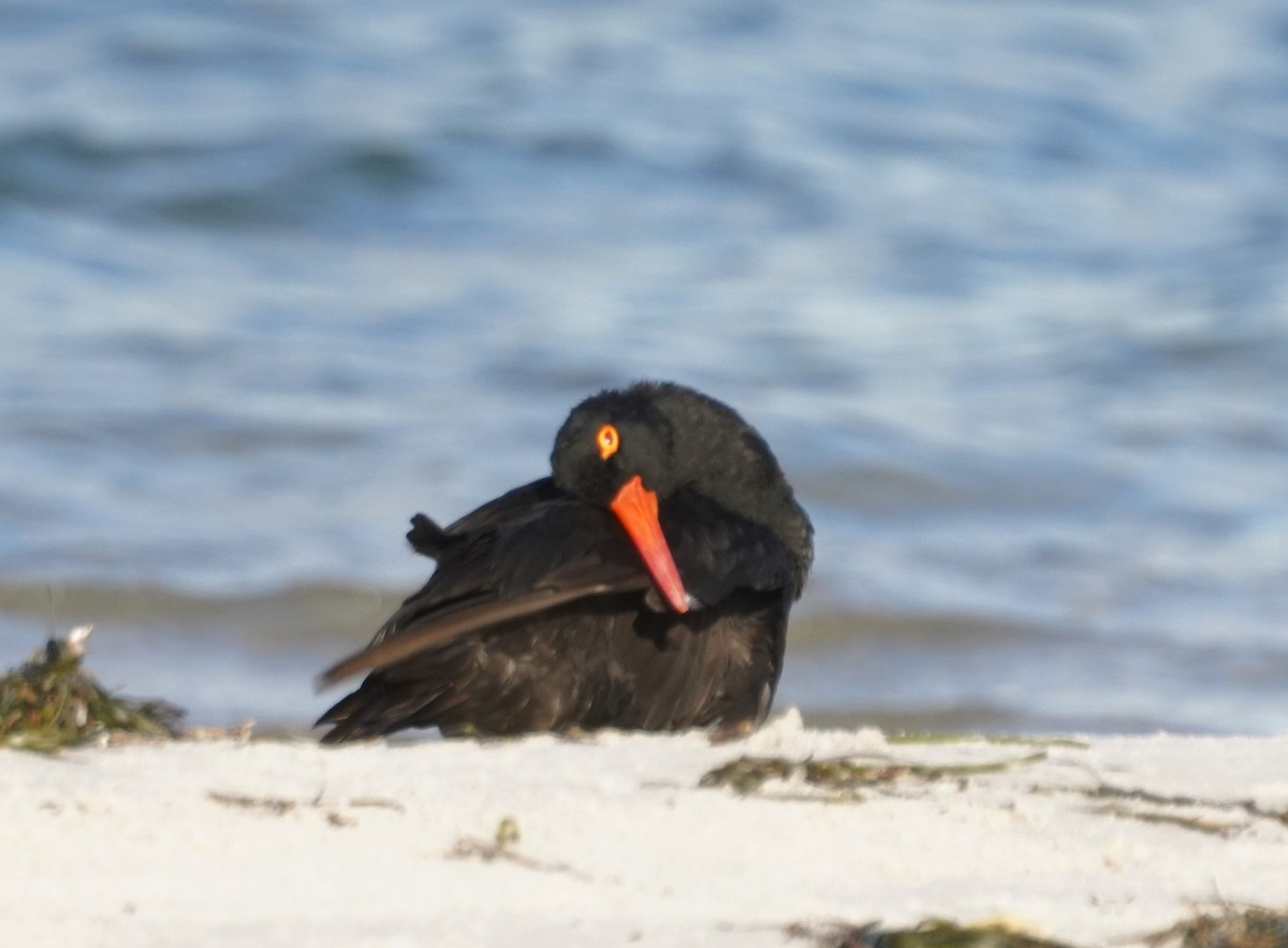 Sooty Oystercatcher - ML536766351