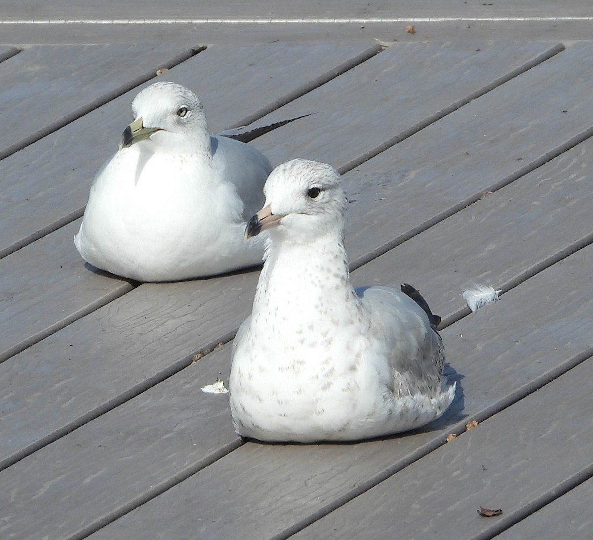 Ring-billed Gull - ML536766711