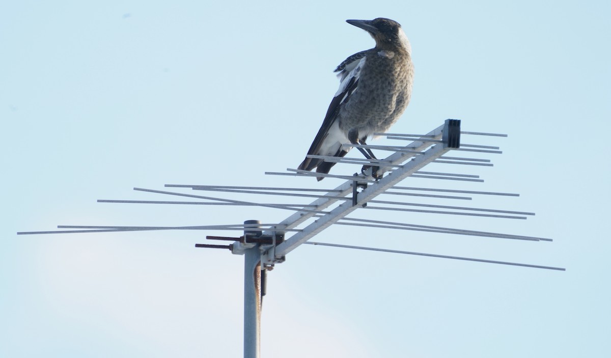 Australian Magpie - ML536767331