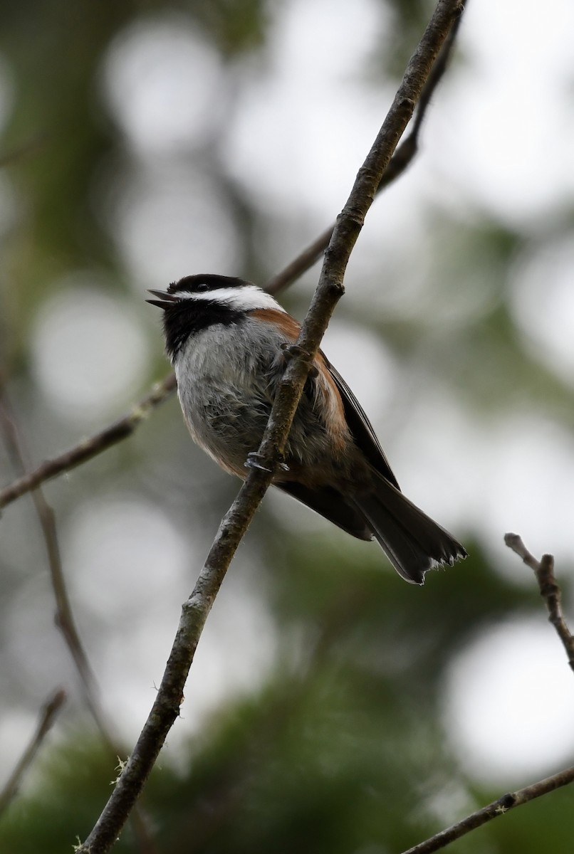 Mésange à dos marron - ML536768201