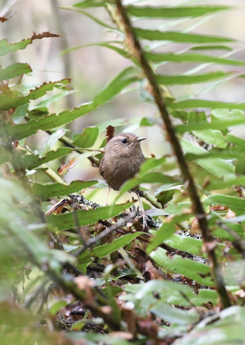 Pacific Wren - ML536768421