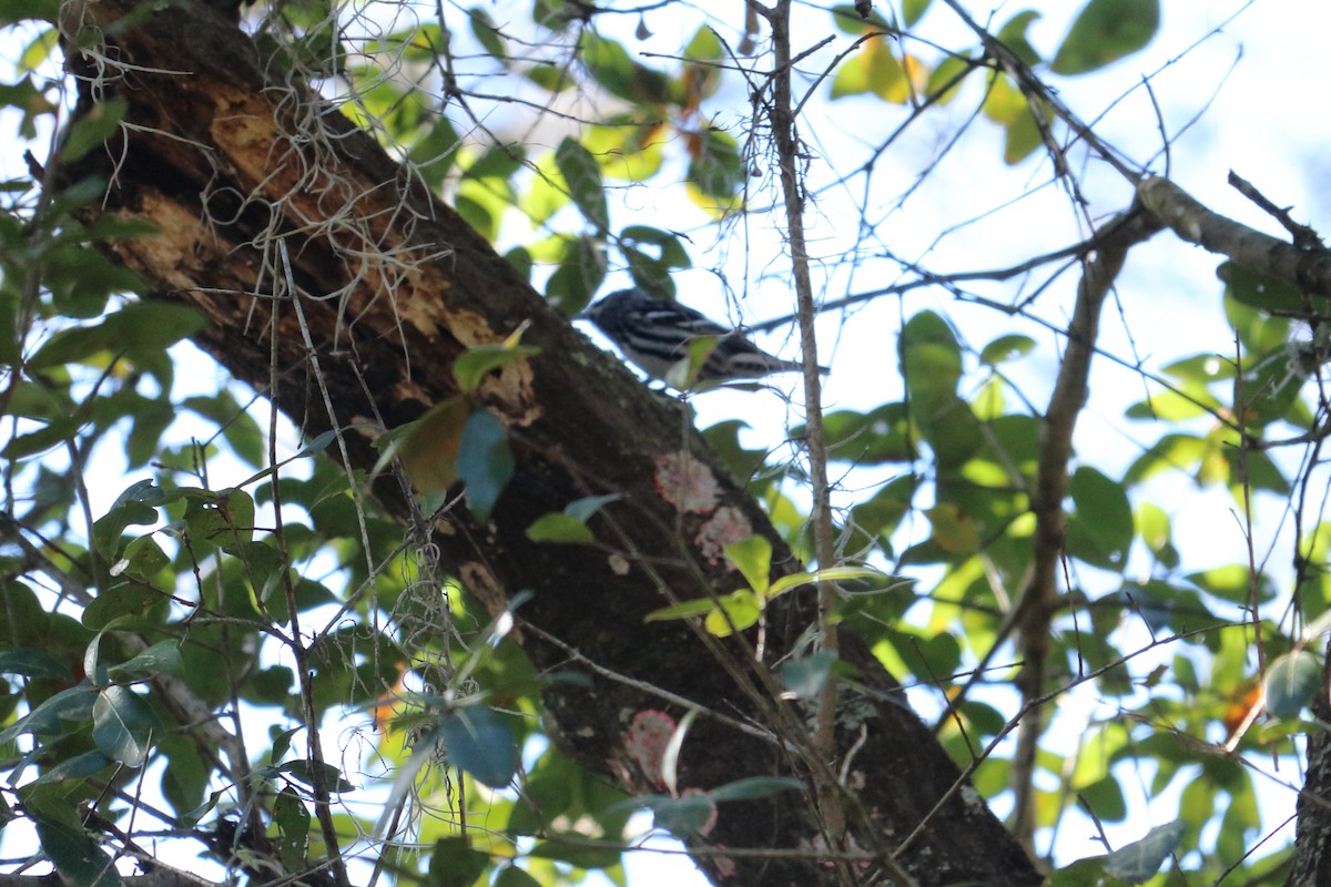 Black-and-white Warbler - ML536770371