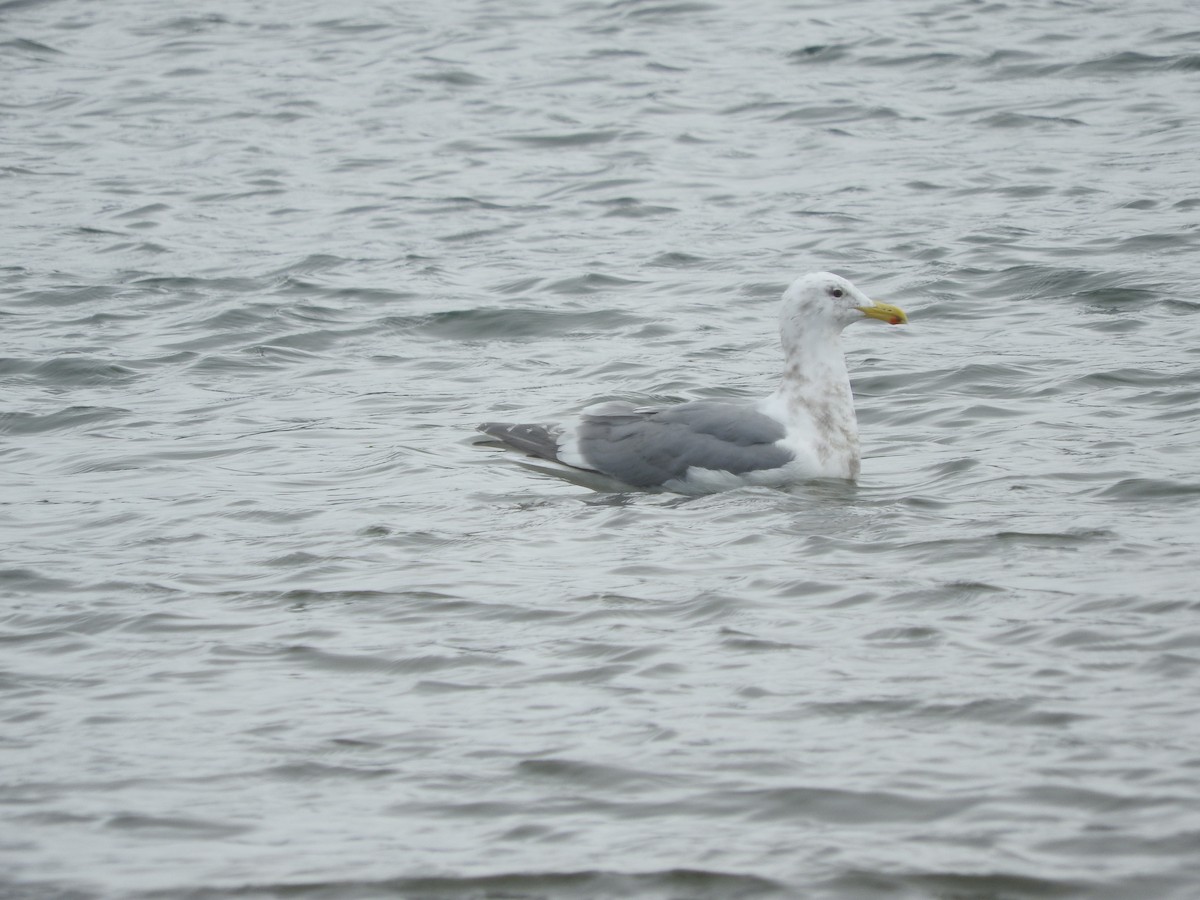 Glaucous-winged Gull - ML53677161