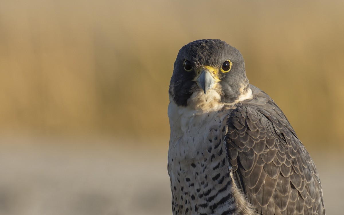 Peregrine Falcon - Marky Mutchler