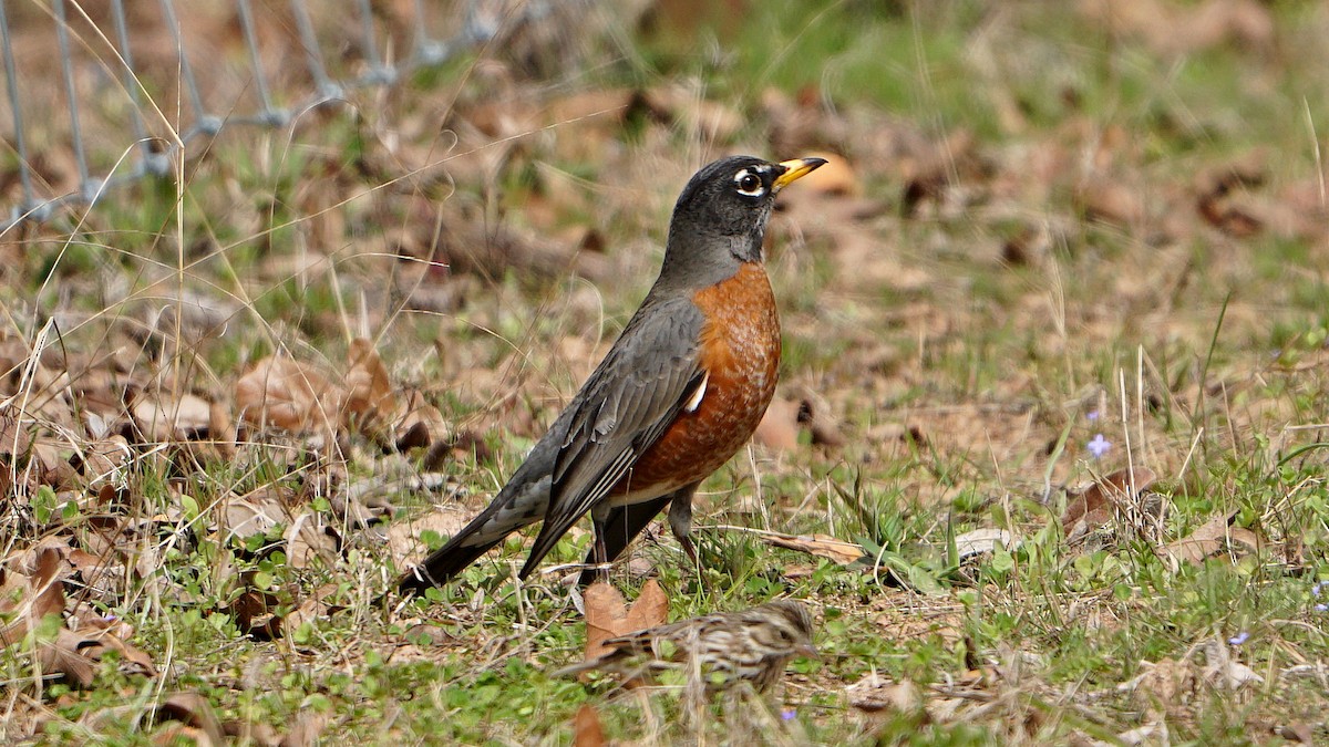 American Robin - ML536772741
