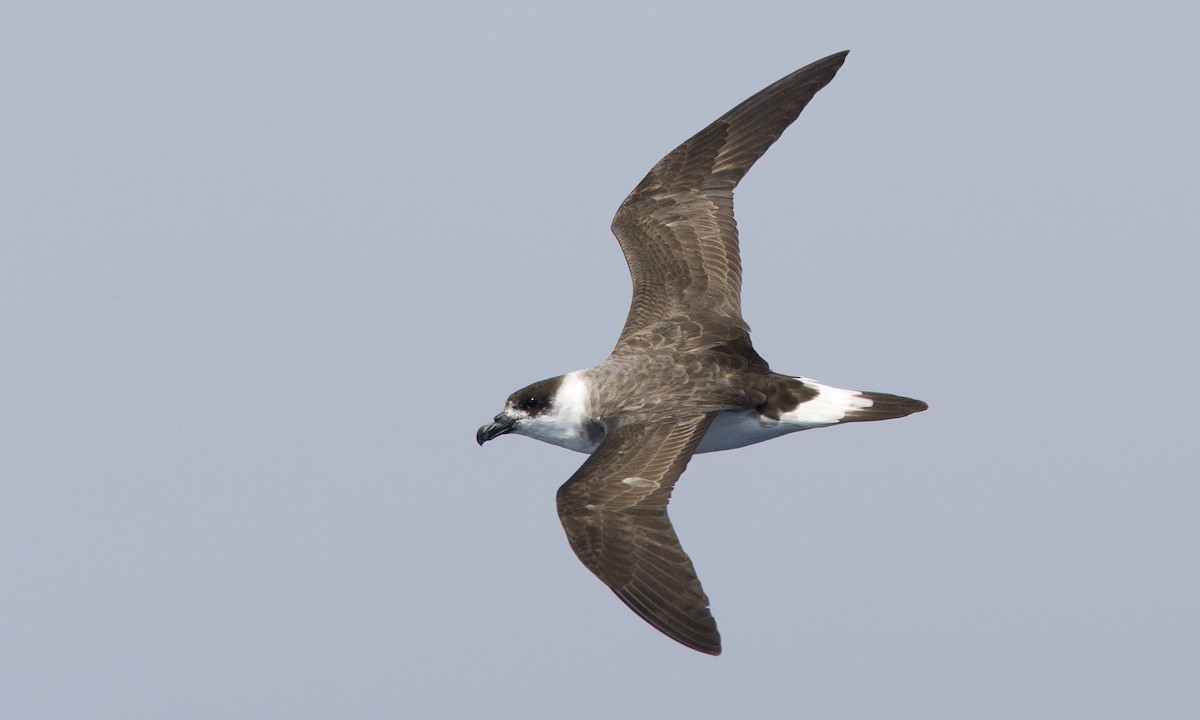 Black-capped Petrel - ML53677291