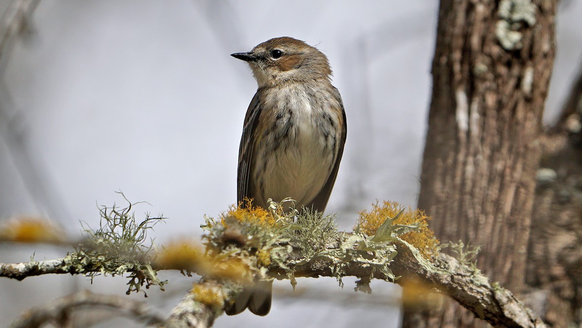 Yellow-rumped Warbler - ML536772931