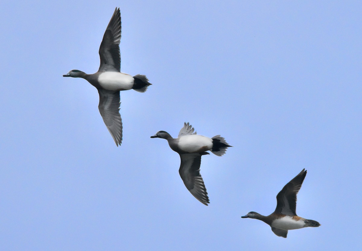 American Wigeon - ML536773101