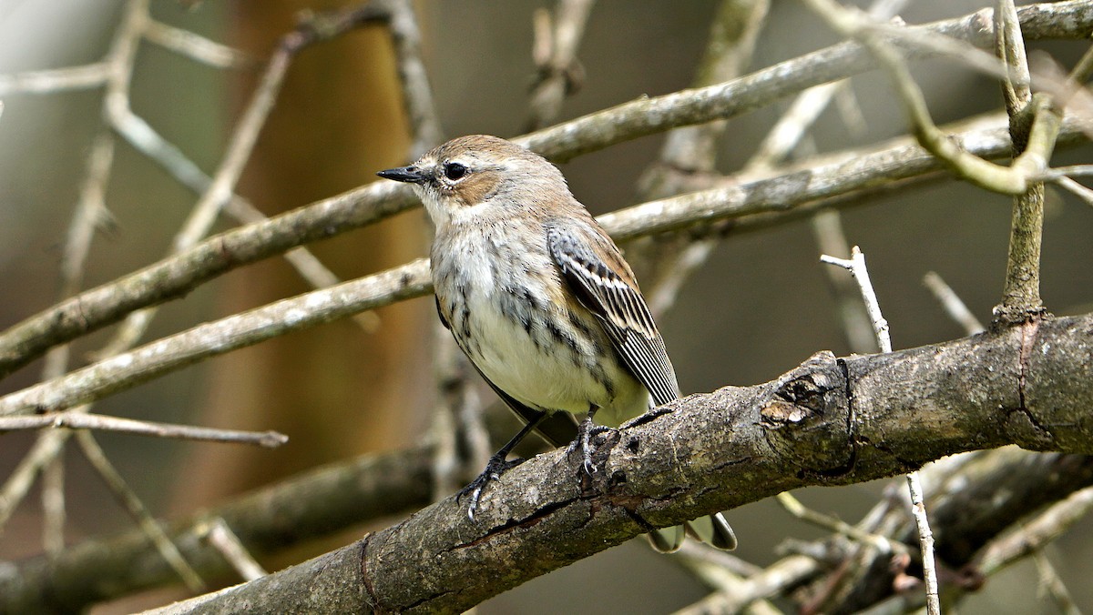 Yellow-rumped Warbler - ML536773191