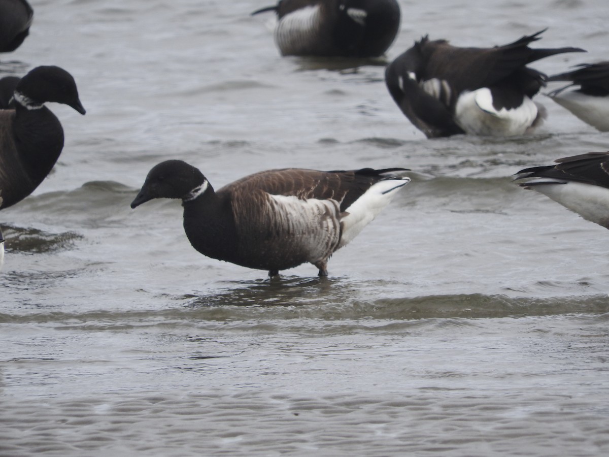 Brant - ML53677351