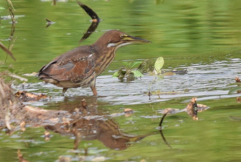 Cinnamon Bittern - ML536774941