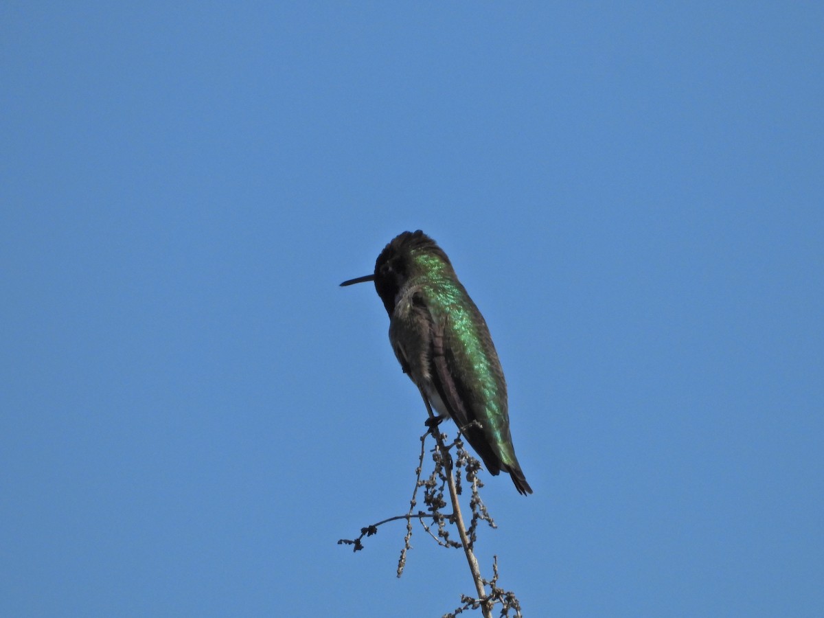 Anna's Hummingbird - ML536775151