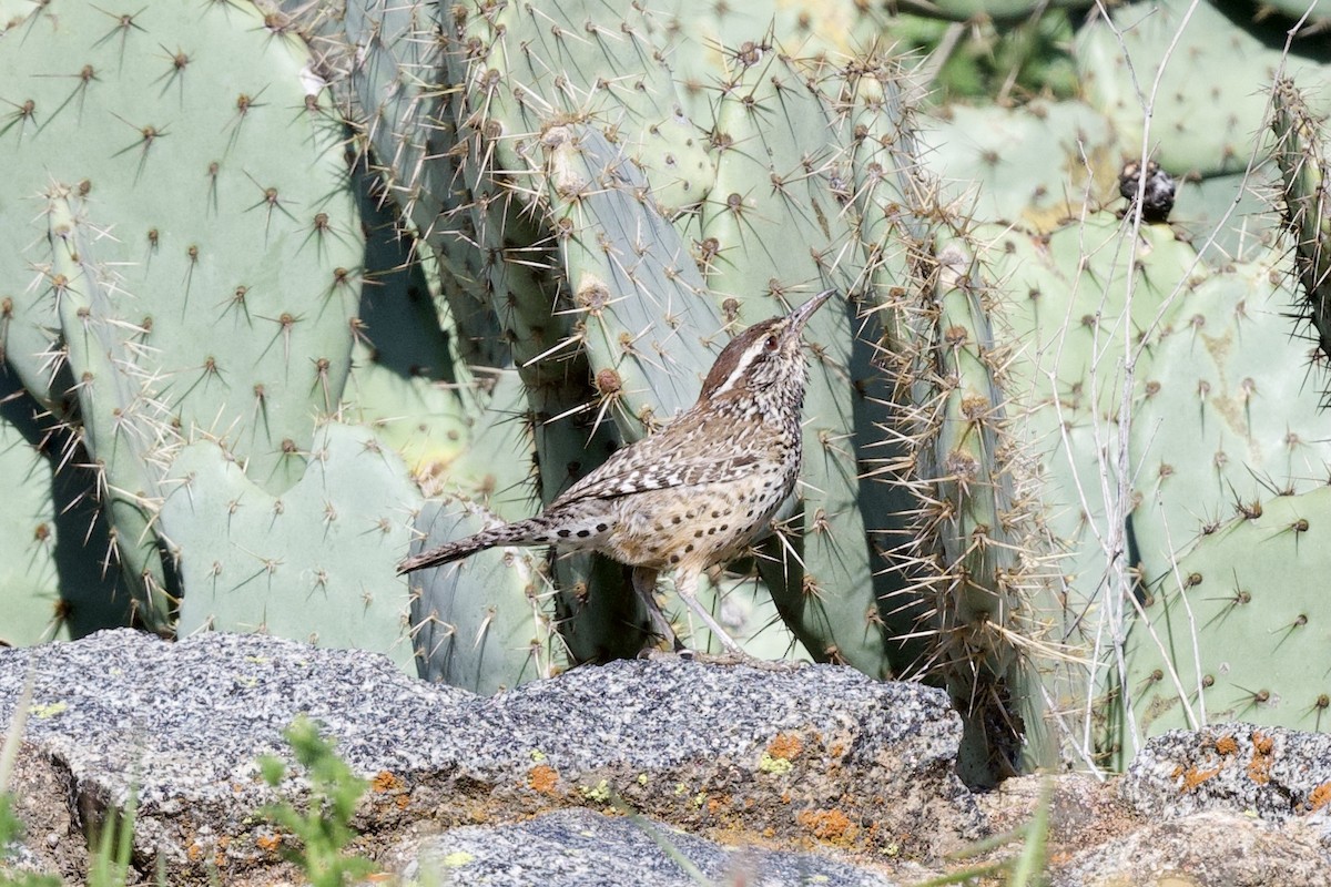 Cactus Wren - ML536776181