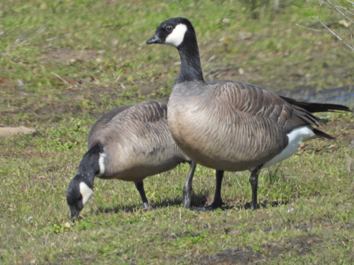Cackling Goose (Aleutian) - ML536776441