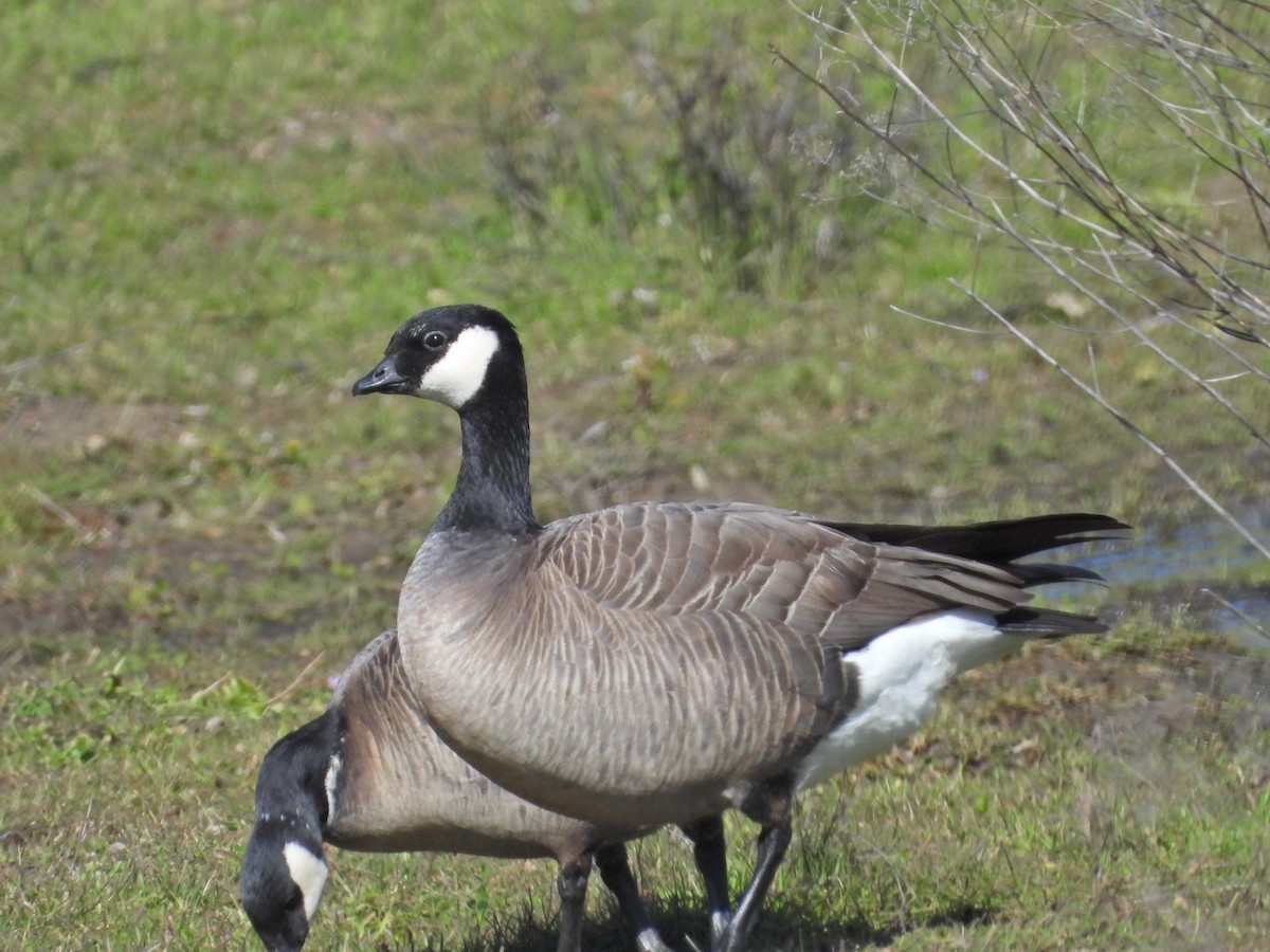 Cackling Goose (minima) - ML536776481