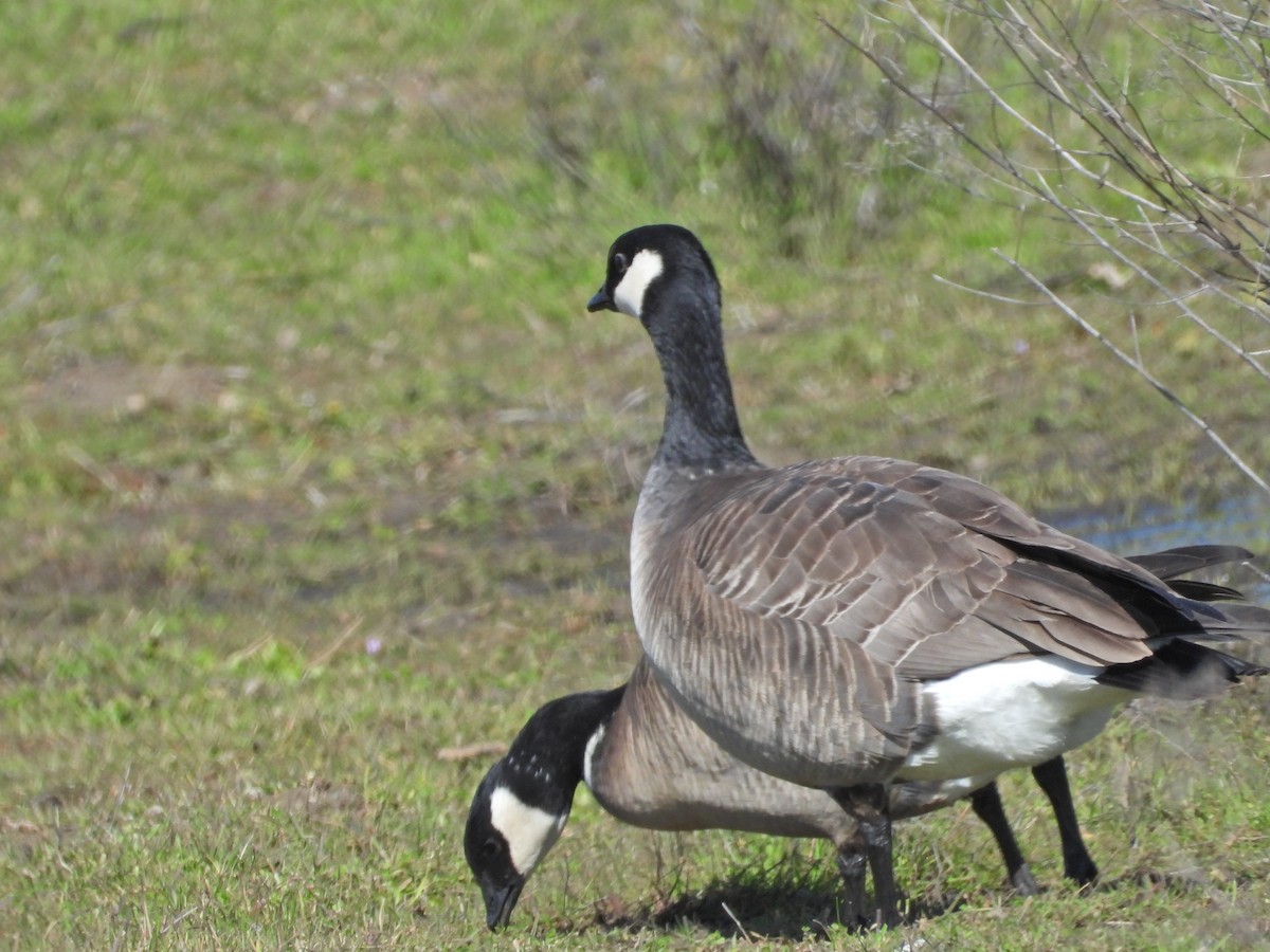 Bernache de Hutchins (leucopareia) - ML536776551